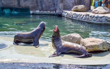 Uchatki, fot. Anna Parkitna