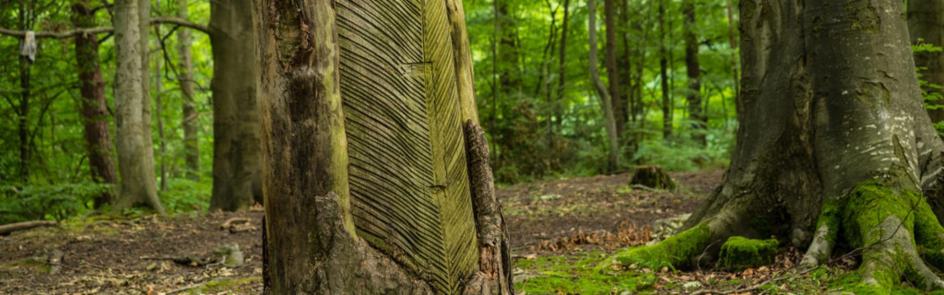  Las przy kamionce w Falmirowicach