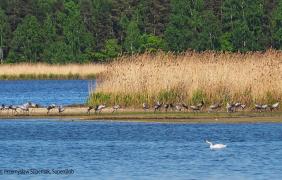 Żurawie nad Stawami Niemodlińskimi