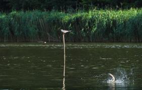 Stawy Niemodlińskie, rybitwa