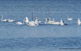 Stawy Niemodlińskie, łabędzie