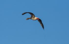 Stawy Niemodlińskie, gęś gegawa